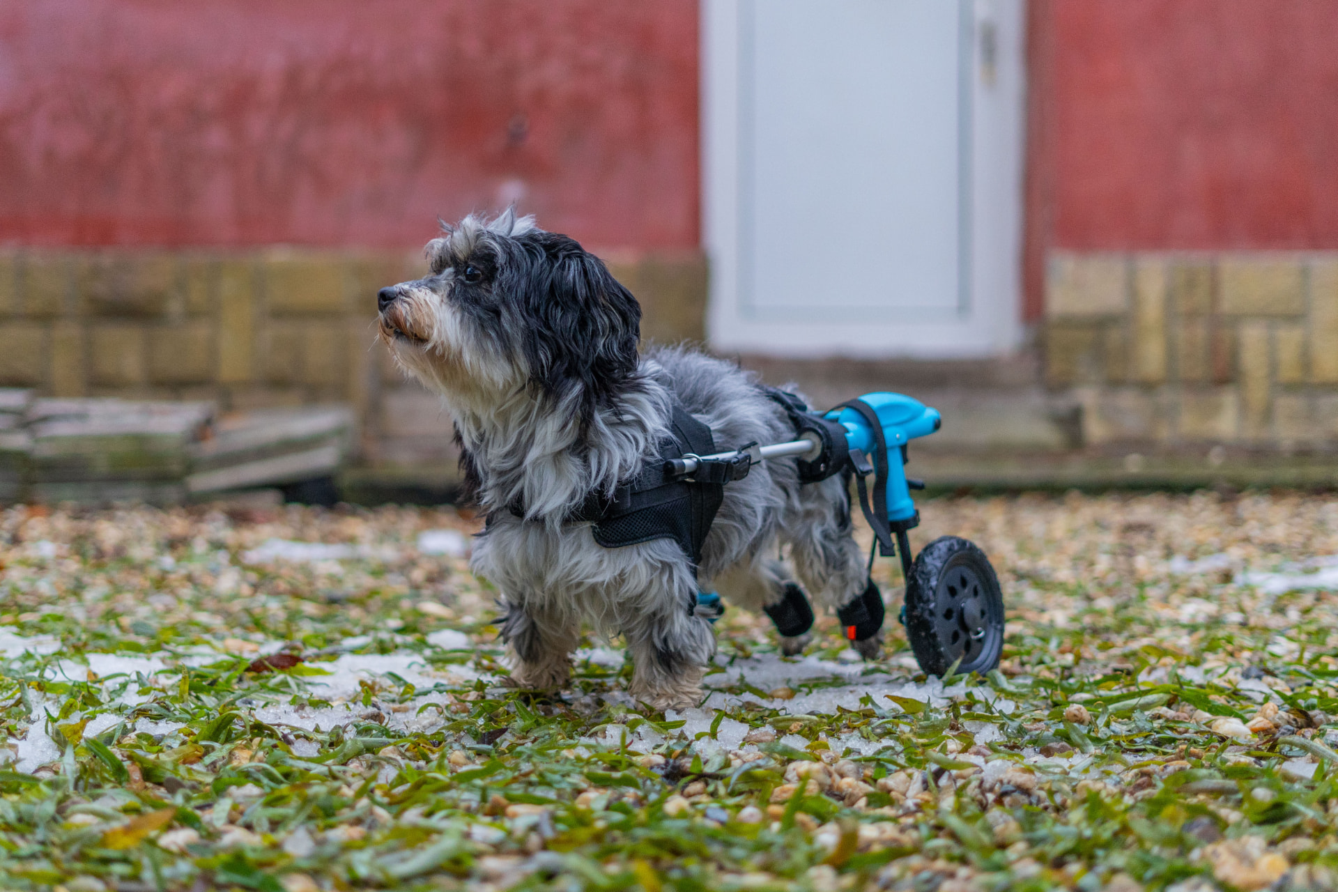 Malý pes v invalidnom vozíku po rehabilitácii